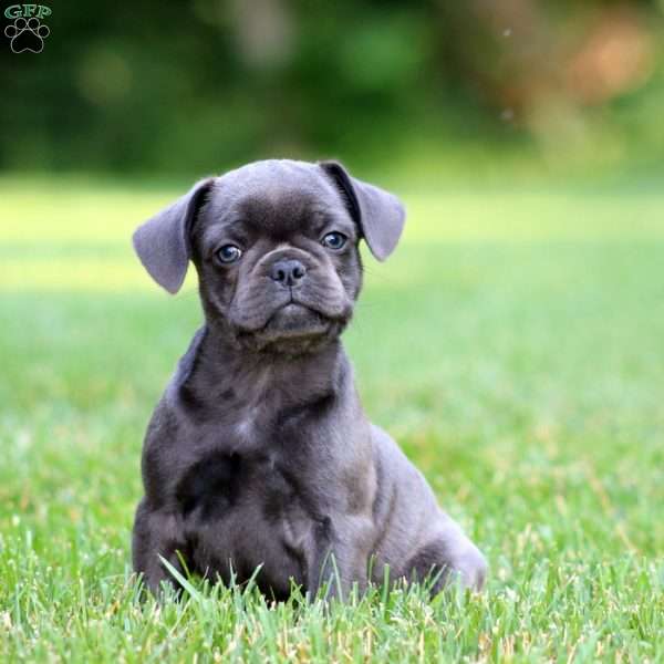Chelsey, French Bulldog Mix Puppy