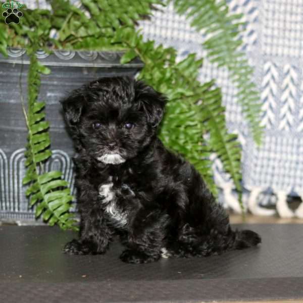 Chelsey, Maltese Mix Puppy