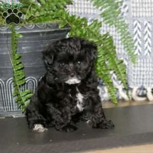 Chelsey, Maltese Mix Puppy