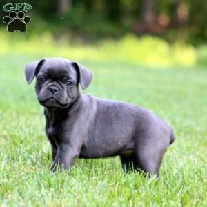 Chelsey, French Bulldog Mix Puppy