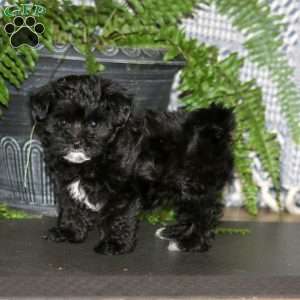 Chelsey, Maltese Mix Puppy