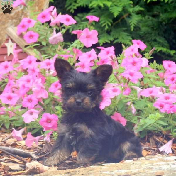 Cherry, Yorkie Puppy