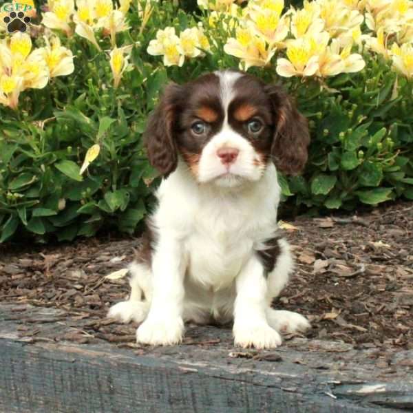 Cherry, Cavalier King Charles Spaniel Puppy
