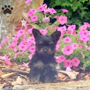 Cherry, Yorkie Puppy