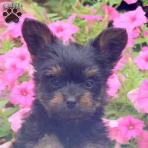 Cherry, Yorkie Puppy