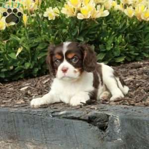 Cherry, Cavalier King Charles Spaniel Puppy