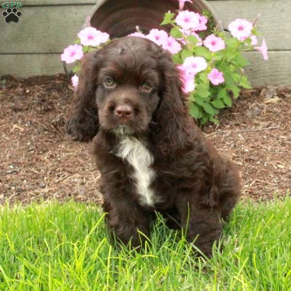 Chester, Cocker Spaniel Puppy