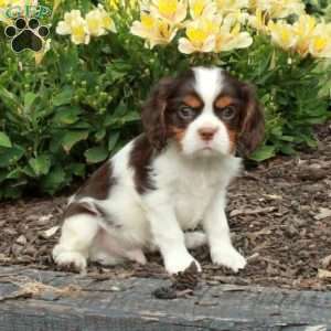 Chester, Cavalier King Charles Spaniel Puppy
