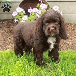 Chester, Cocker Spaniel Puppy