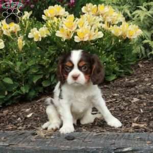 Chester, Cavalier King Charles Spaniel Puppy