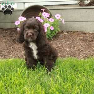 Chester, Cocker Spaniel Puppy