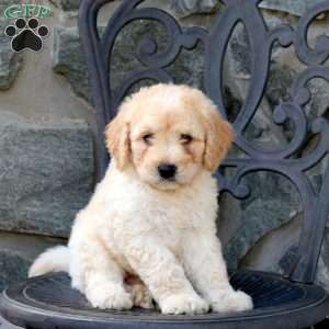 Chewie, Mini Goldendoodle Puppy
