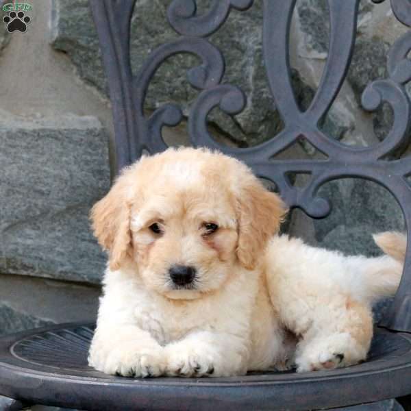 Chewie, Mini Goldendoodle Puppy