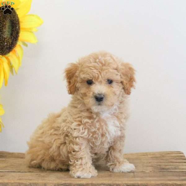 Chewie, Bich-Poo Puppy