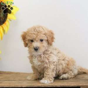 Chewie, Bich-Poo Puppy