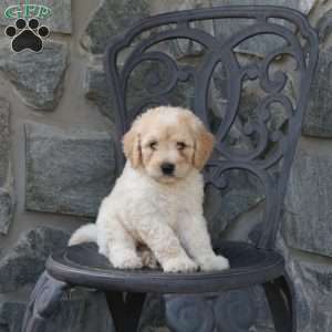 Chewie, Mini Goldendoodle Puppy