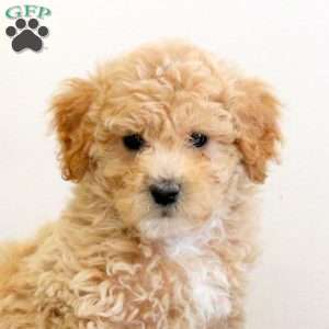Chewie, Bich-Poo Puppy