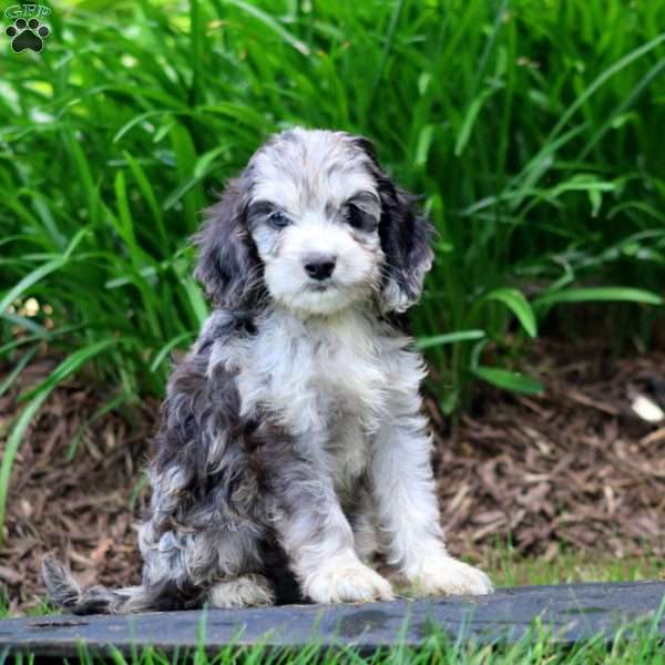 Chico, Cavapoo Puppy
