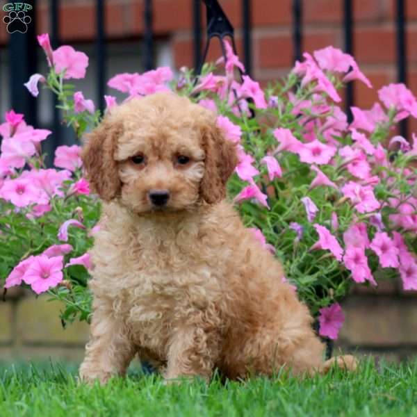 Chico, Mini Goldendoodle Puppy