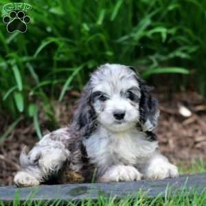 Chico, Cavapoo Puppy