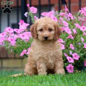 Chico, Mini Goldendoodle Puppy