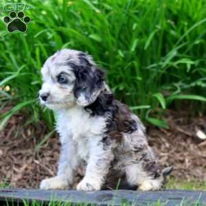 Chico, Cavapoo Puppy