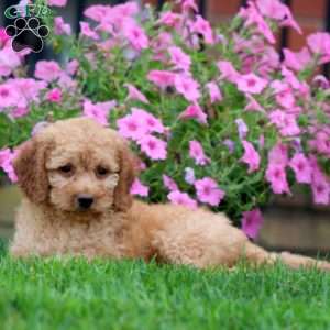 Chico, Mini Goldendoodle Puppy