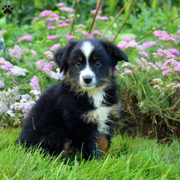 Chief, Miniature Australian Shepherd Puppy