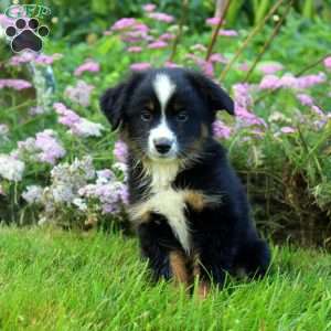 Chief, Miniature Australian Shepherd Puppy