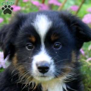 Chief, Miniature Australian Shepherd Puppy