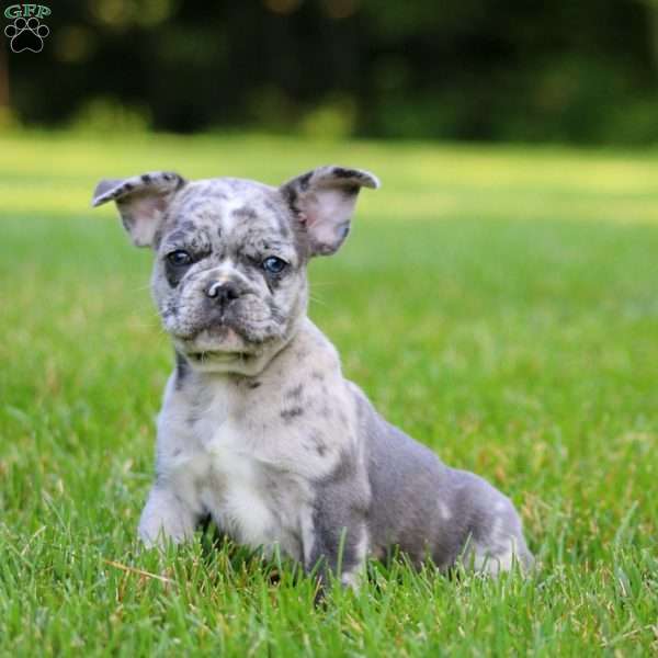 Chief, French Bulldog Mix Puppy