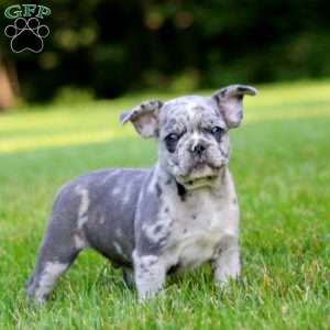 Chief, French Bulldog Mix Puppy