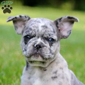 Chief, French Bulldog Mix Puppy