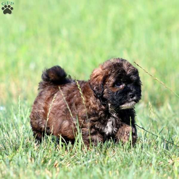 Chip, Shih-Poo Puppy