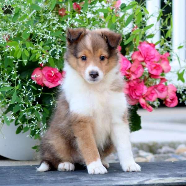 Chip, Sheltie Puppy