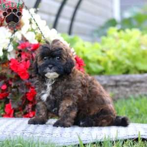 Chip, Shih-Poo Puppy