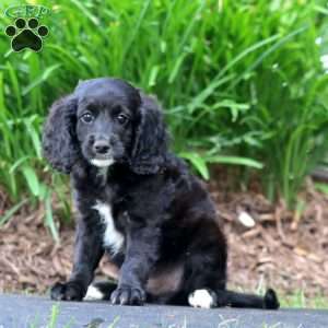 Chip, Cavapoo Puppy