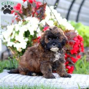 Chip, Shih-Poo Puppy