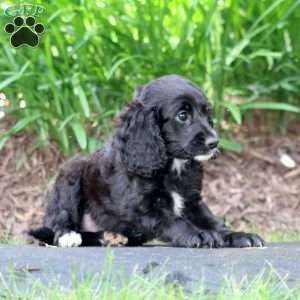 Chip, Cavapoo Puppy