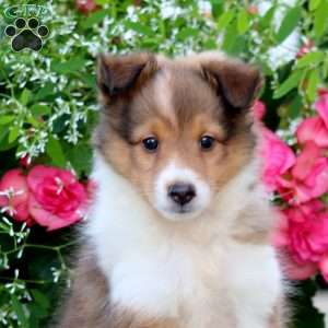 Chip, Sheltie Puppy