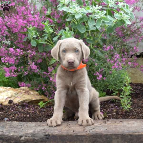 Chips, Silver Labrador Retriever Puppy