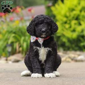 Chloe, Newfypoo Puppy
