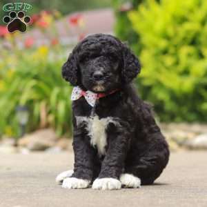 Chloe, Newfypoo Puppy