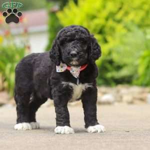 Chloe, Newfypoo Puppy