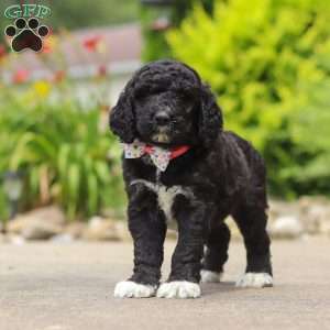 Chloe, Newfypoo Puppy