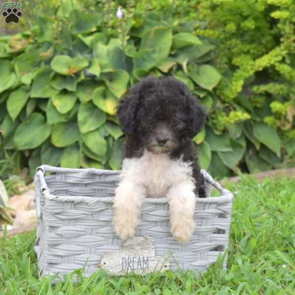 Chloe, Miniature Poodle Puppy