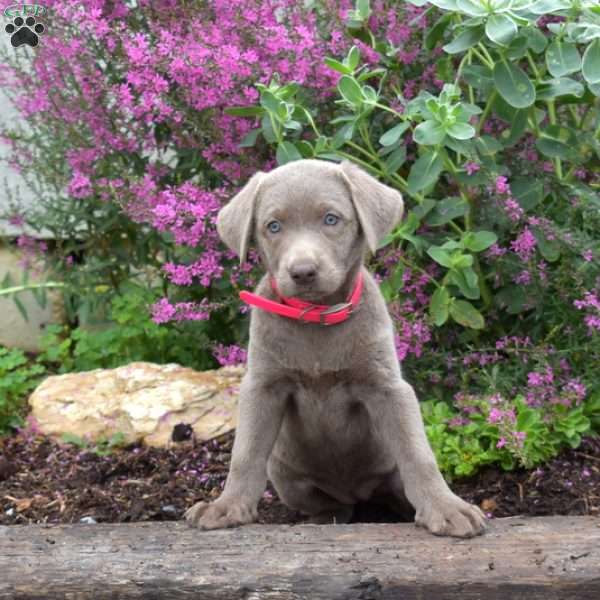 Chloe, Silver Labrador Retriever Puppy
