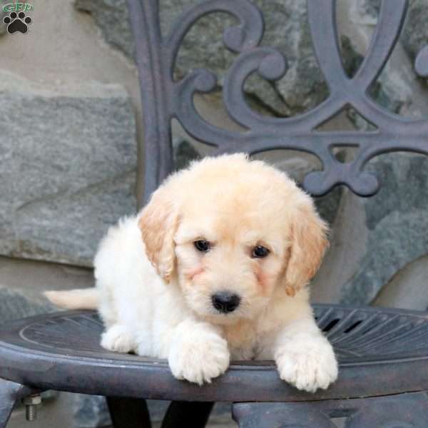 Chloe, Mini Goldendoodle Puppy