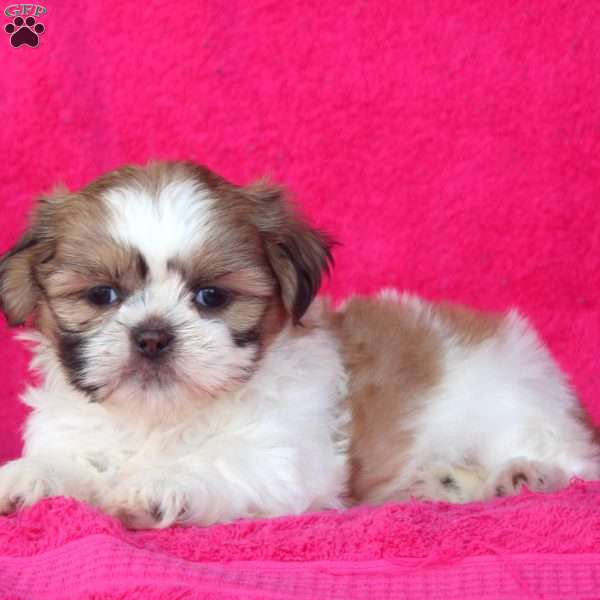 Chloe, Shih Tzu Puppy