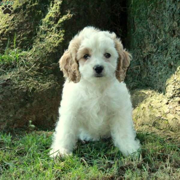Chloe, Cockapoo Puppy